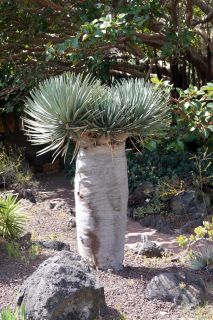 GC-Jardin Botanico Viera 2019-37.JPG